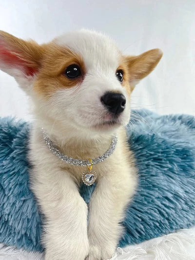 Adjustable Pet Necklace Cat Dog Collar with Diamond Zircon Heart Pendant Jewelry Luxury Metal Puppy Collars Dog Accessories