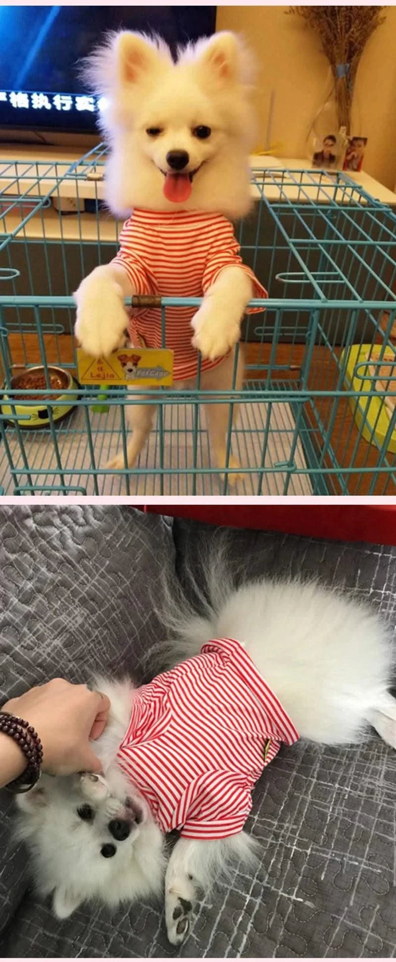 Summer Pet Dog Clothes for Small Dogs Cotton Puppy Vest Tshirt Chihuahua Shih Tzu Yorkshire Shirts Cat Outfit Pets Dogs Clothing